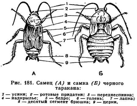 На фото описано строение тараканов